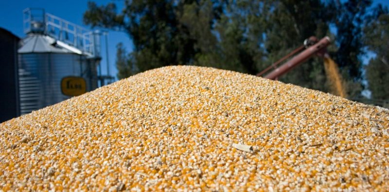 En 2023, Brasil podría superar a Estados Unidos y convertirse en el mayor exportador de maíz del mundo.