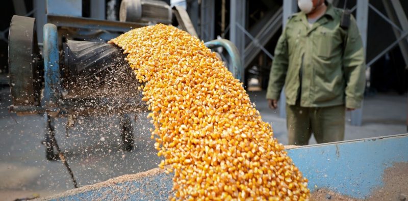El mercado del maíz mostró tendencias estables y alcistas la semana pasada.